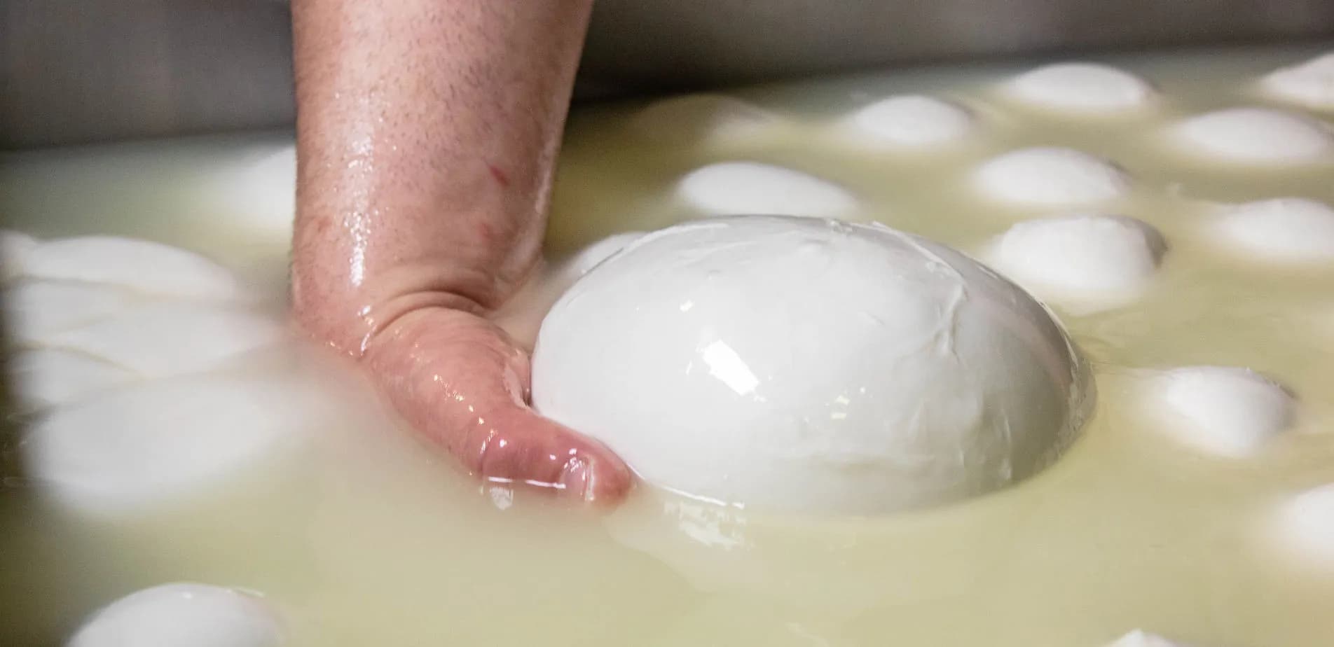 La mano del casaro prende una mozzarella di bufala appena fatta dal siero, tra tante altre