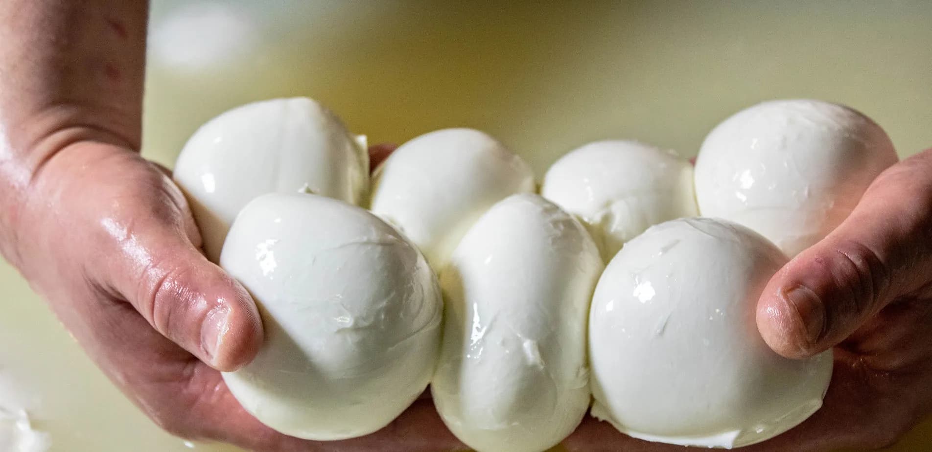 Due mani reggono sette mozzarelle di bufala appena fatte, lucide